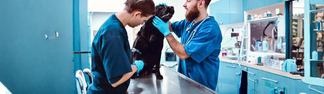 Pyodermite chez le chien causes, traitements et rôle de l'alimentation