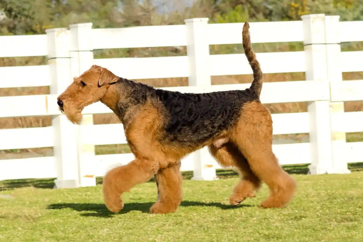 Airedale Terrier