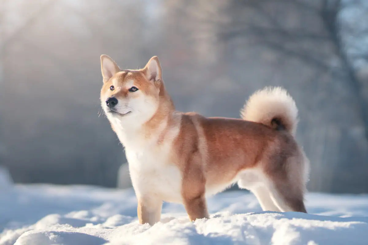 Akita inu
