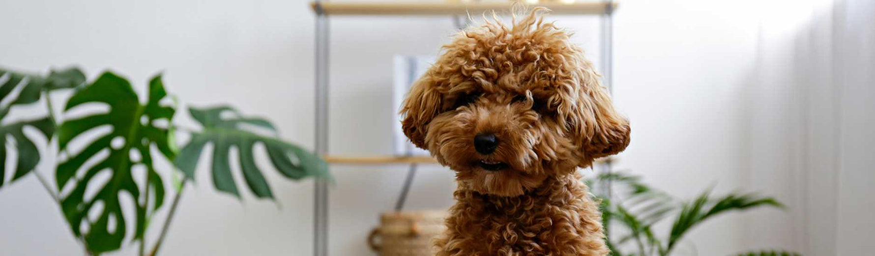 alimentation caniche