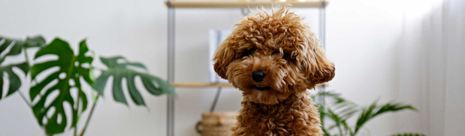 alimentation caniche