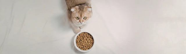 Allergie alimentaire chez le chat comment la reconnaître et la traiter