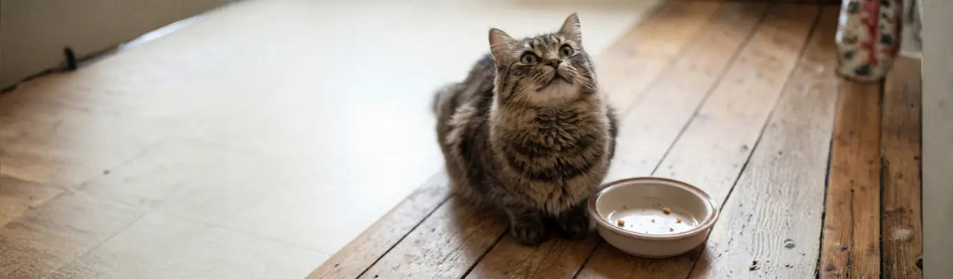 Allergie alimentaire féline races à risque, diagnostic, régime d'éviction