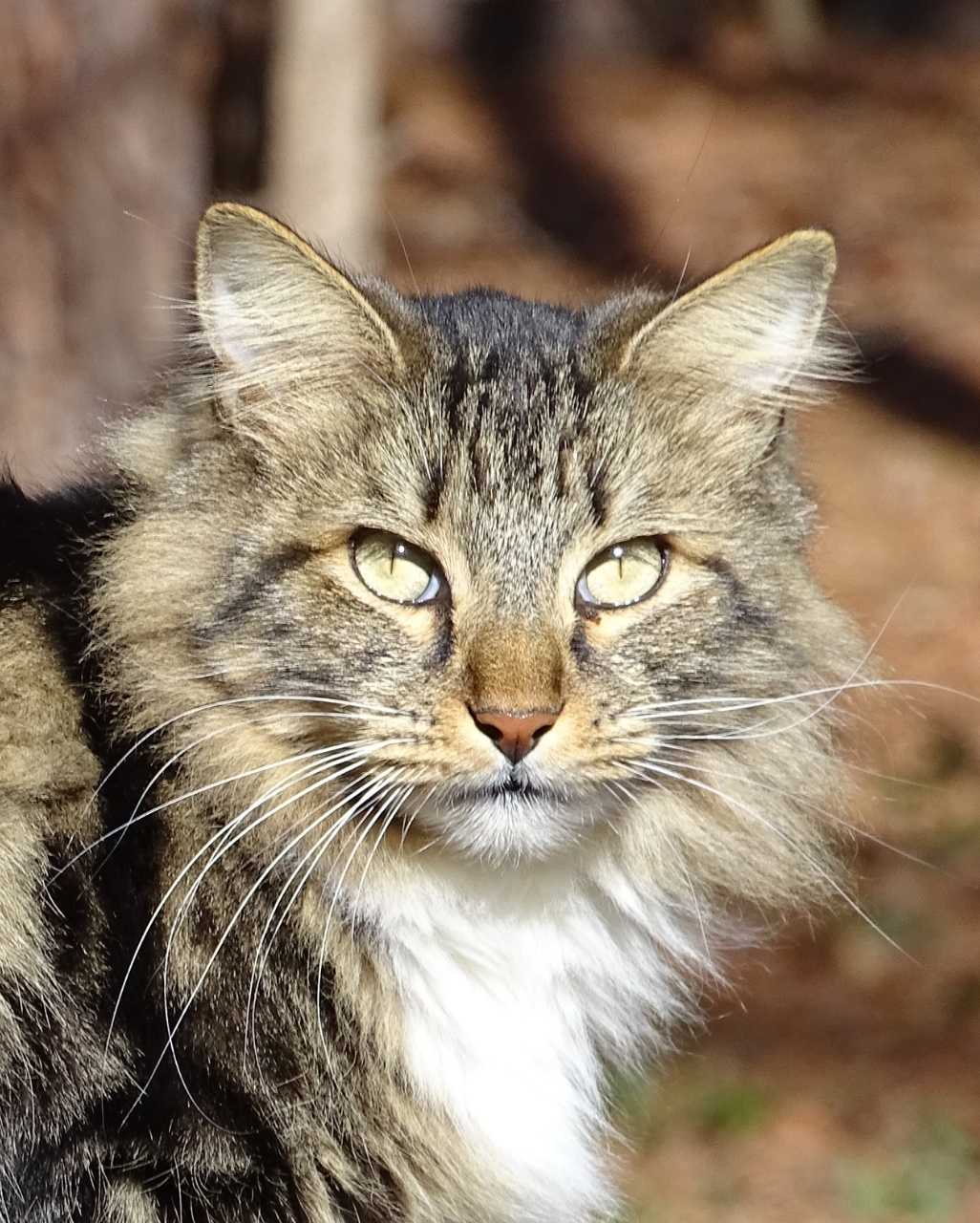 American Bobtail également appelé Bobtail Américain