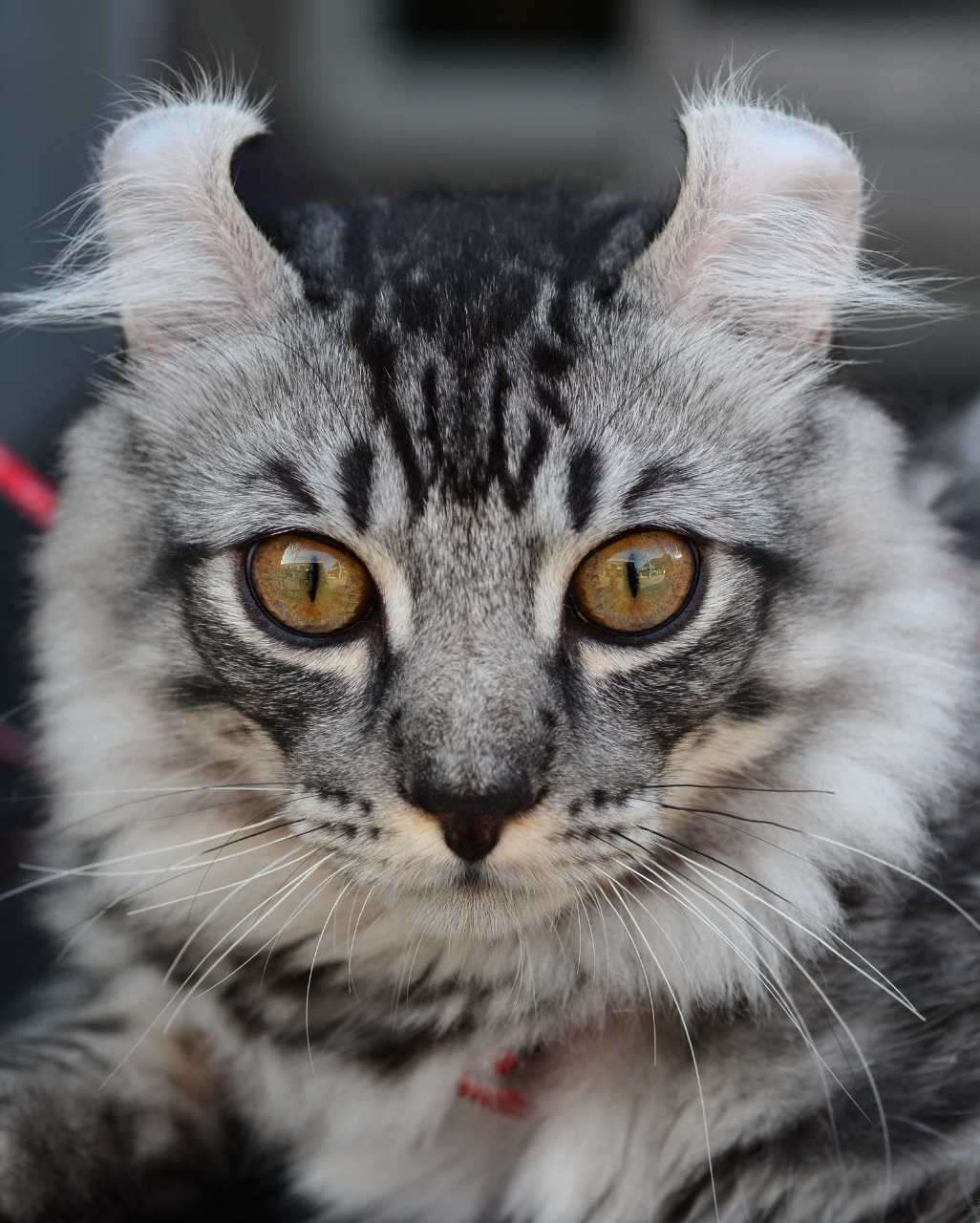 American Curl