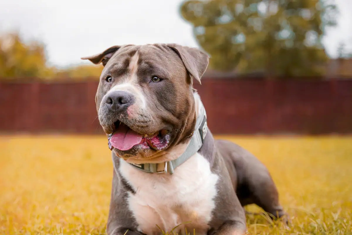 American Staffordshire Terrier