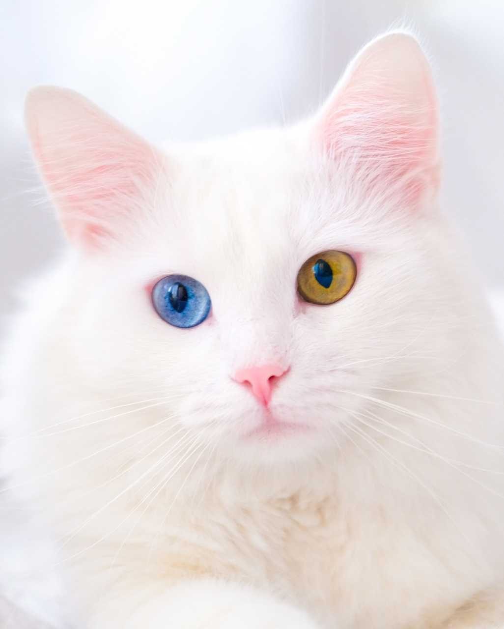Angora Turc