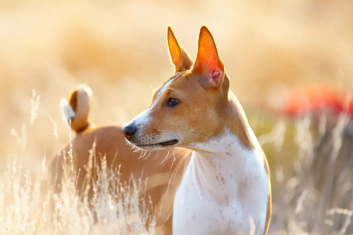 Basenji