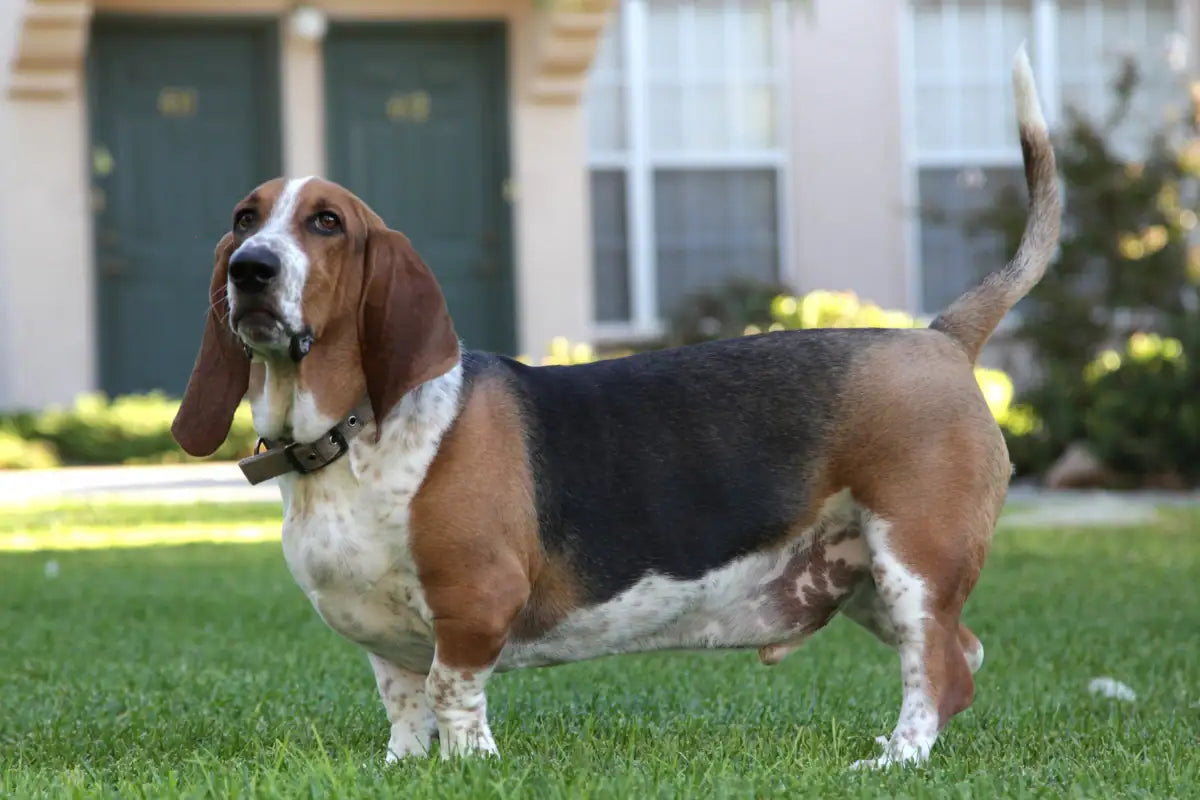 Basset Hound