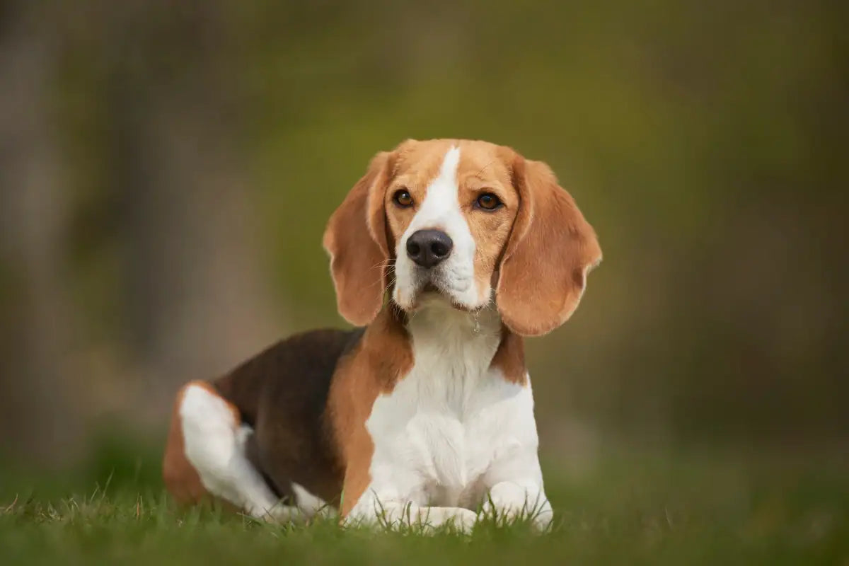 Beagle