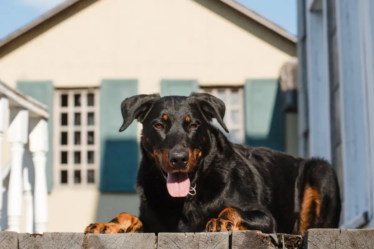 Beauceron