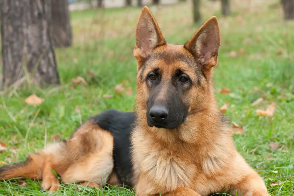 Berger Allemand