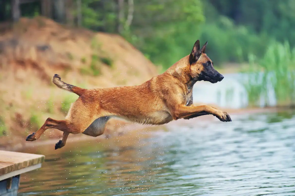 Berger Belge - Malinois