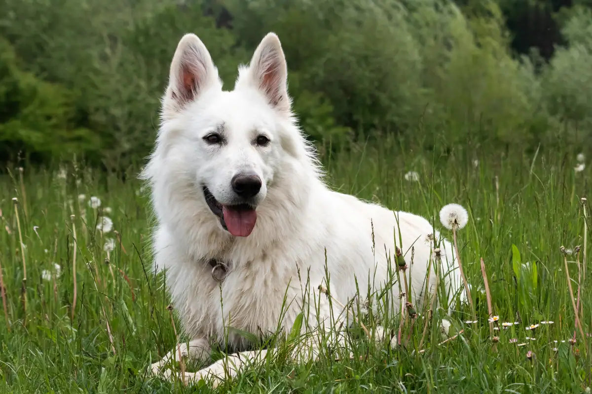 Berger Blanc Suisse 
