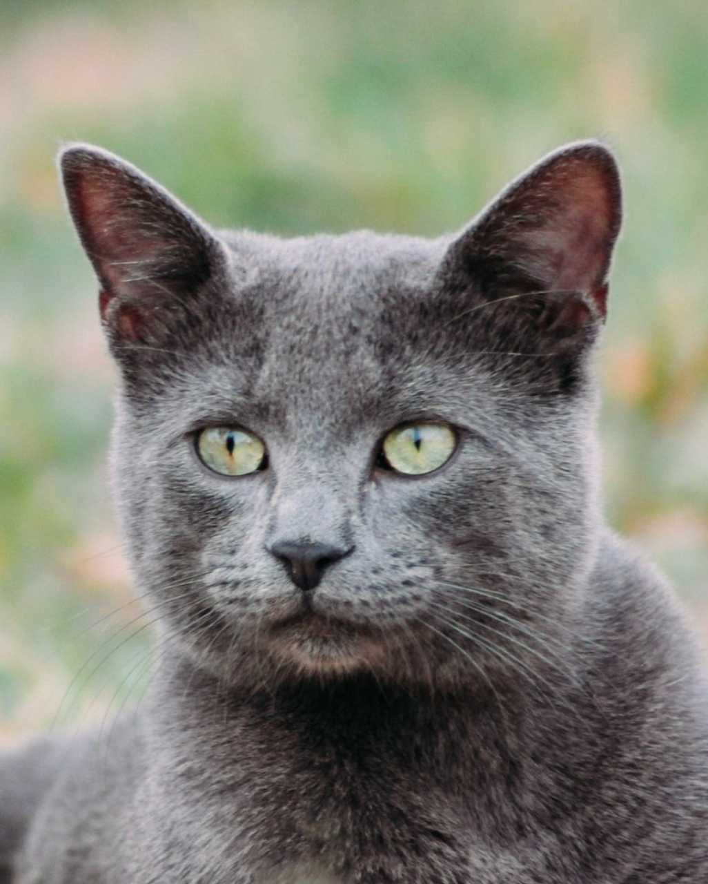 Bleu Russe