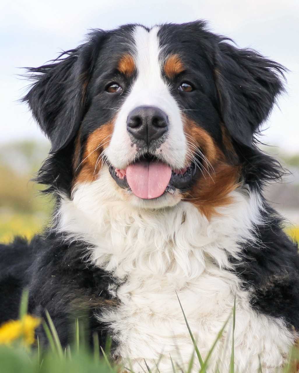 Bouvier Bernois également appelé Bernois, Dürrbächler ou encore Berner Sennenhund