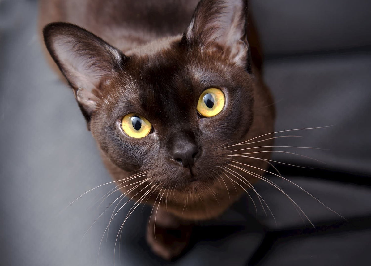 Burmese Américain