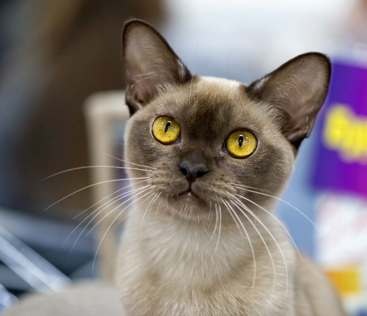 Burmese Anglais