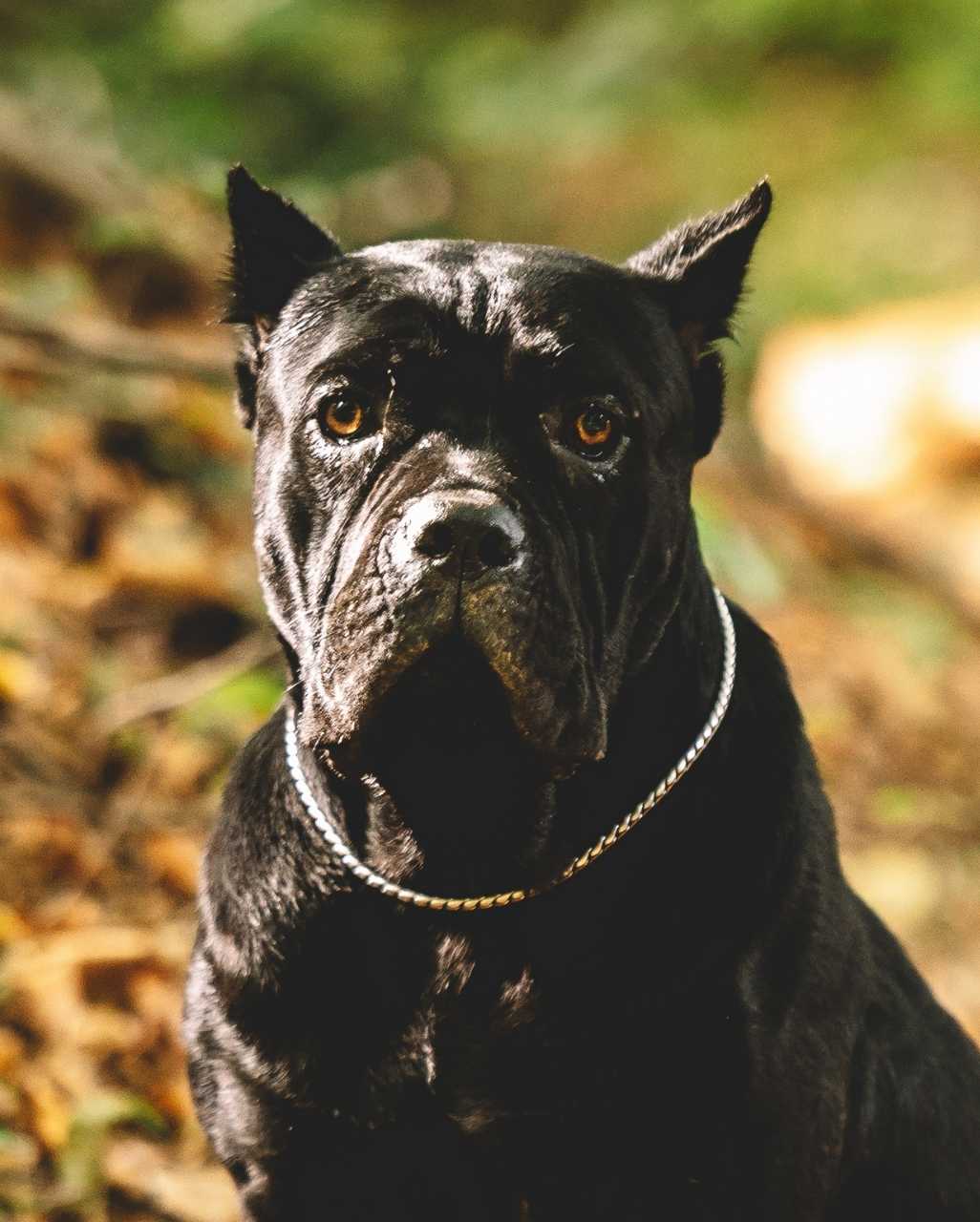 Cane Corso également appelé Chien de Cour Italien