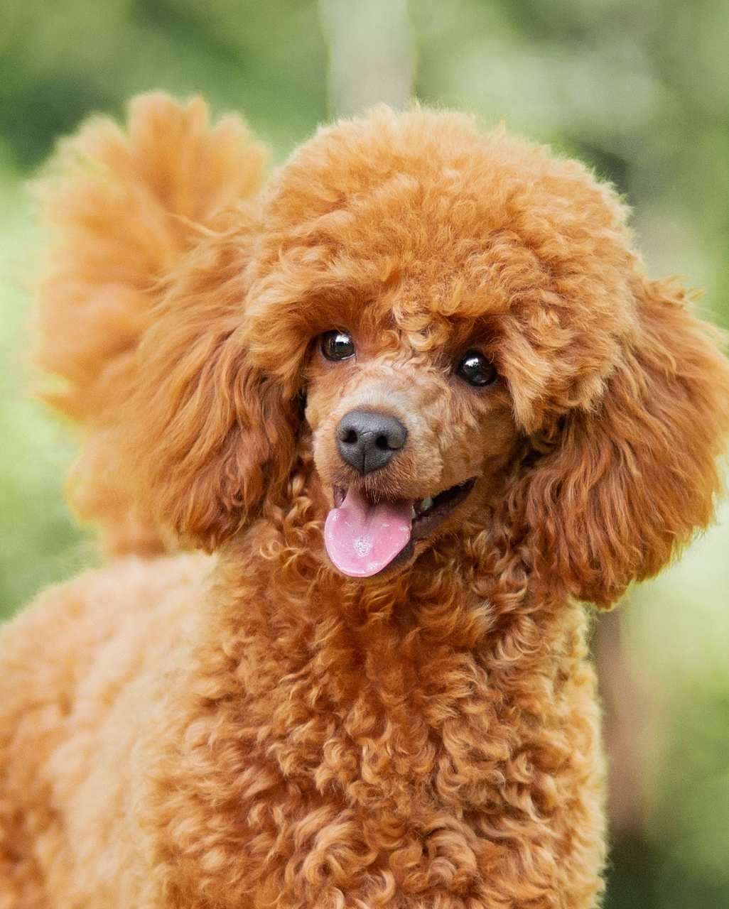 Caniche