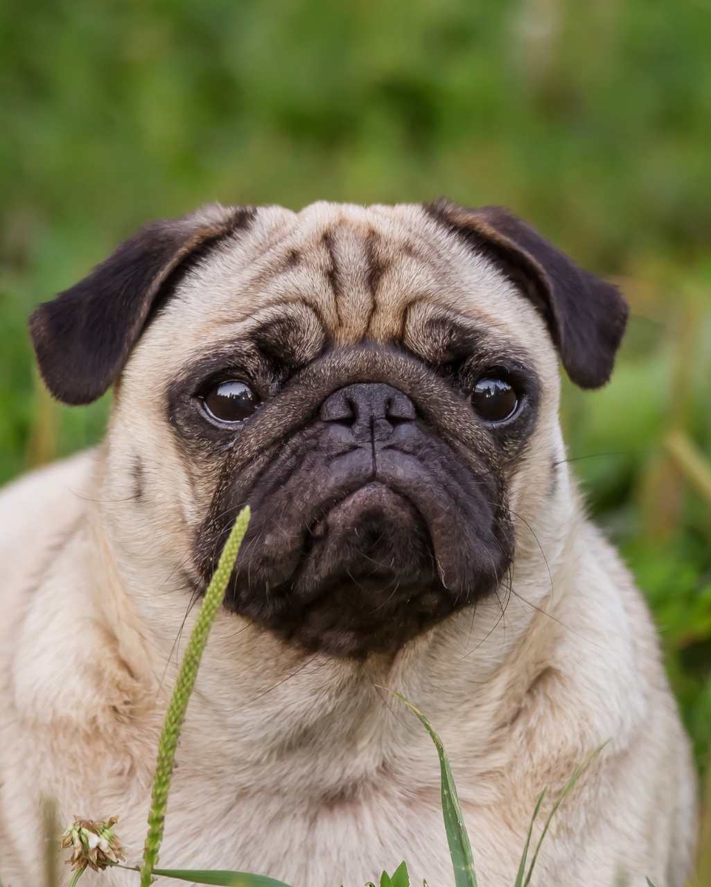 Carlin également appelé Pug