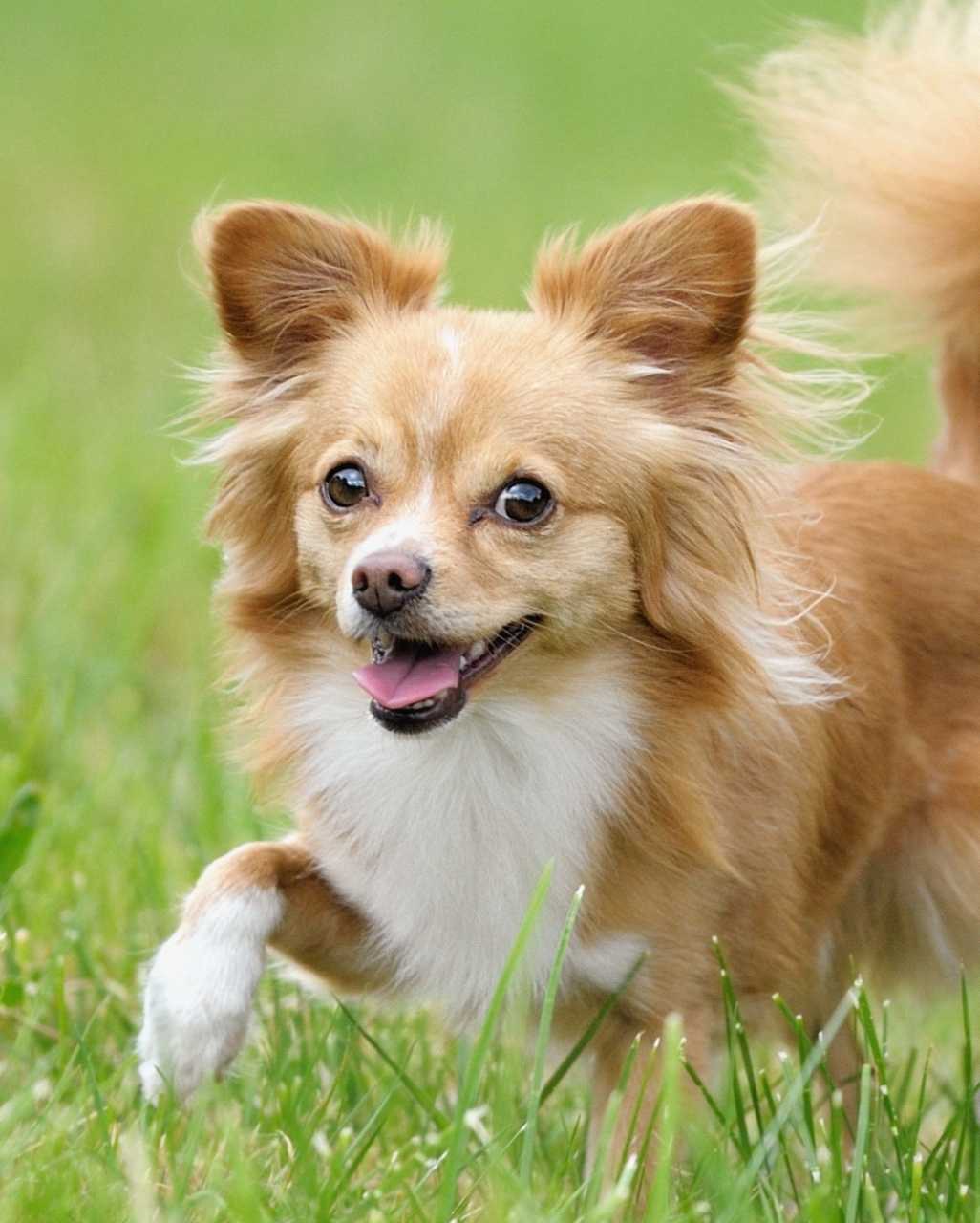 Chihuahua également appelé Chihuahueño