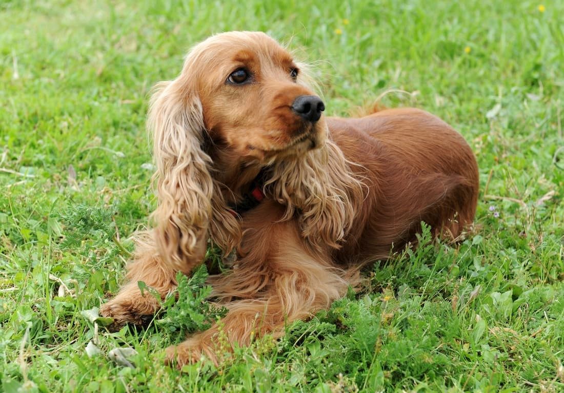 Cocker Spaniel Anglais également appelé Cocker ou Cocker Anglais