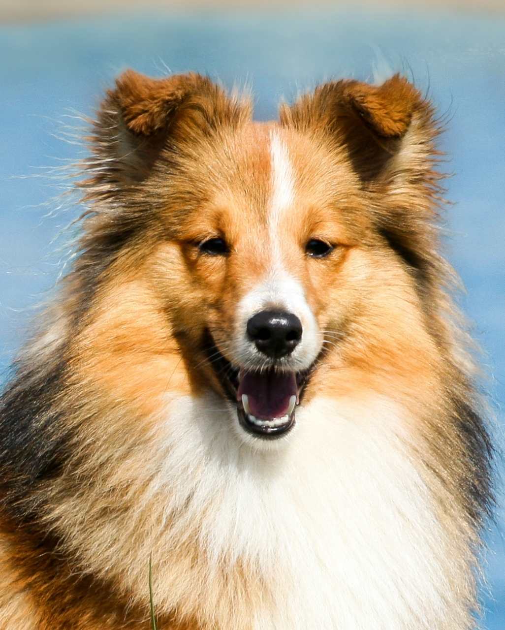 Colley également appelé Collie (ou Colley) à poil long ou encore Berger Écossais