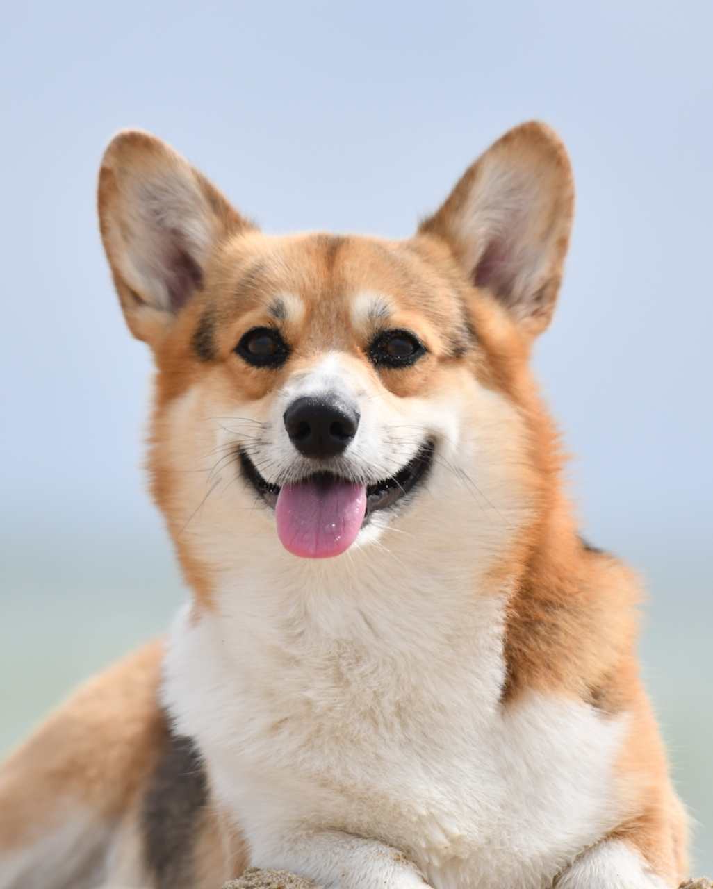 Welsh Corgi Pembroke également appelé Corgi ou encore Pembroke