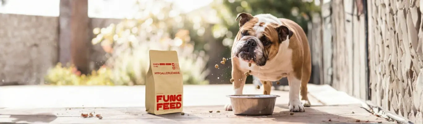 Croquettes FUNGFEED : Notre Avis Vétérinaire