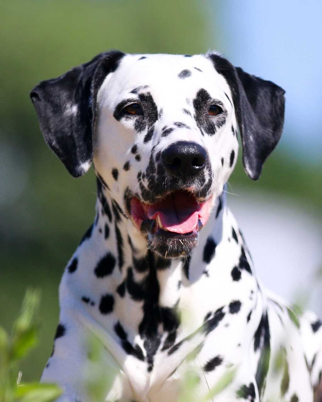 Dalmatien
