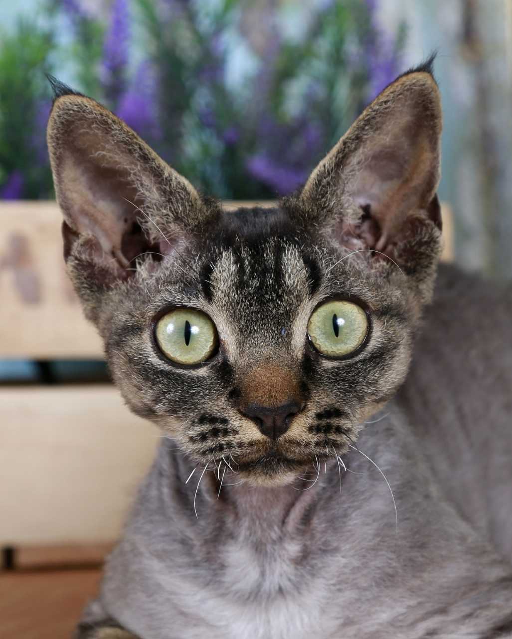 Devon Rex