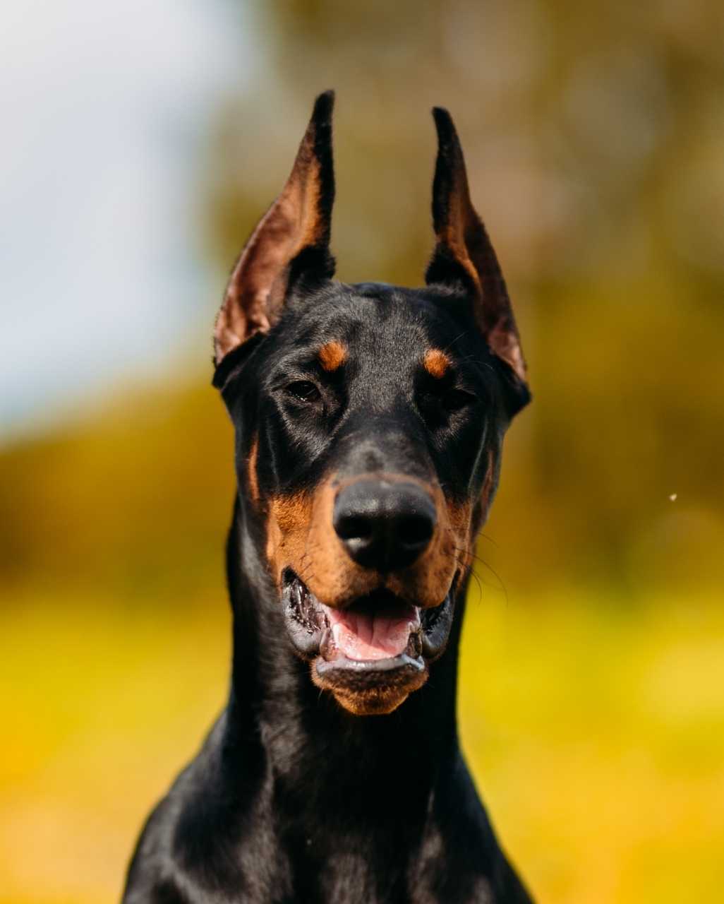 Dobermann