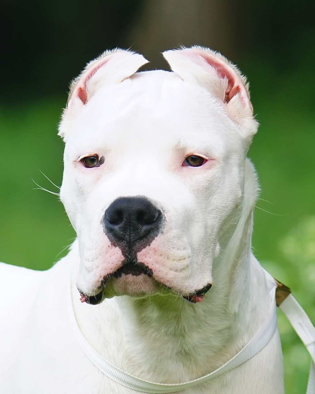 Dogue Argentin également appelé Dogo Argentino