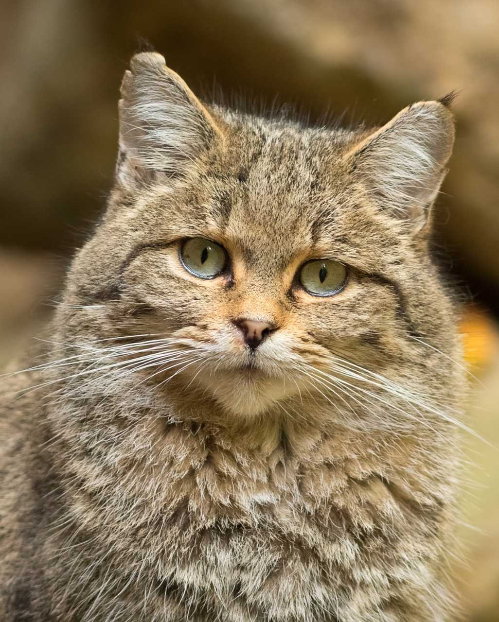 Européen également appelé European Shorthair