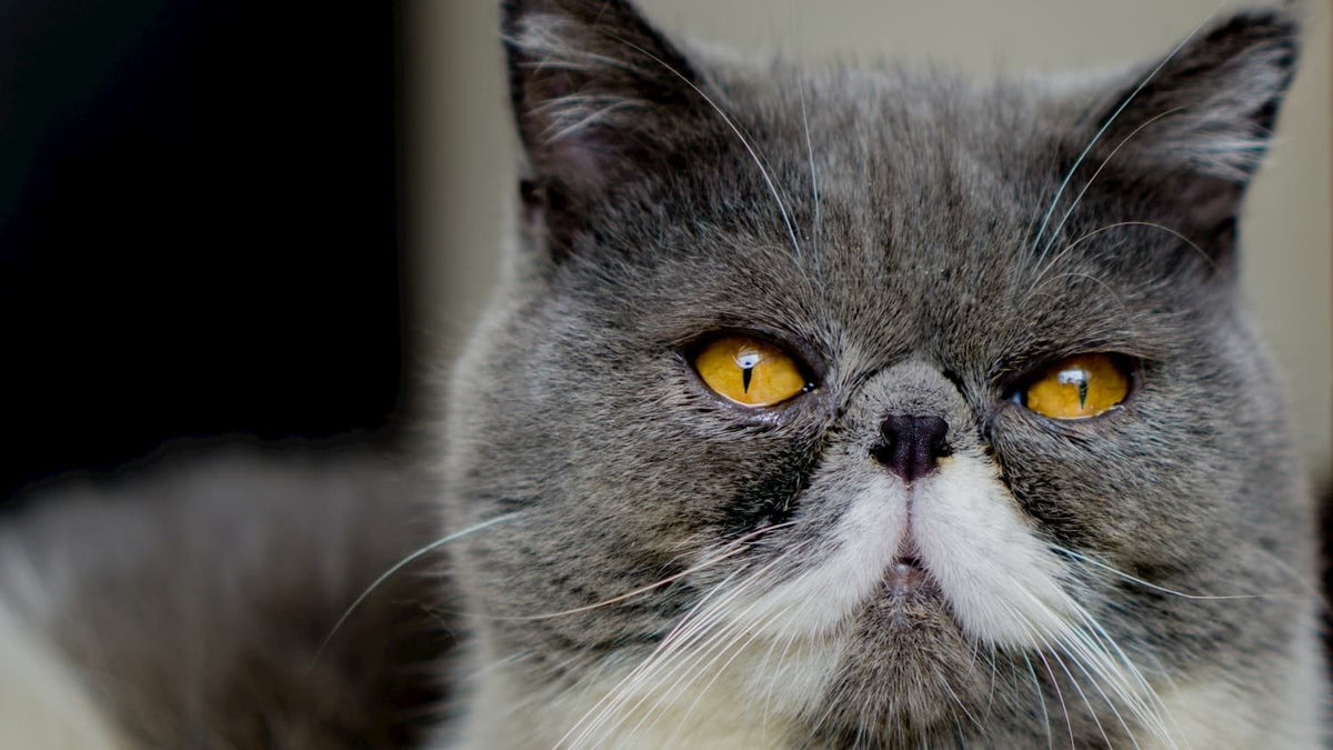 Exotic Shorthair