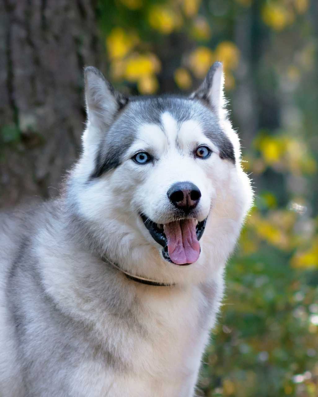Husky de Sibérie également appelé Husky ou encore Siberian Husky