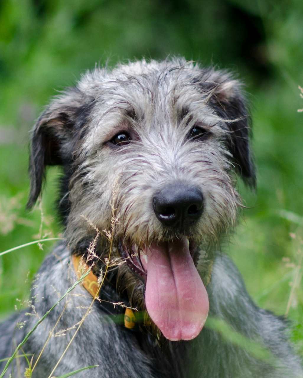 Irish Wolfhound également appelé Lévrier Irlandais
