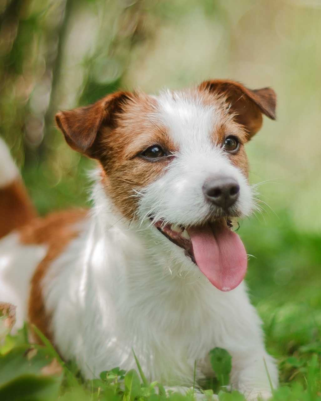 Jack Russell Terrier également appelé Jack ou Jack Russell