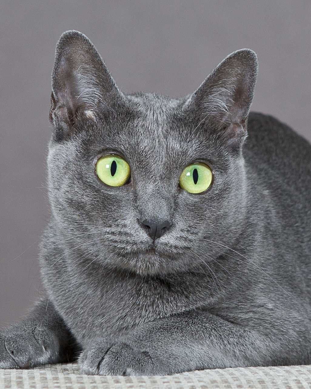 Korat