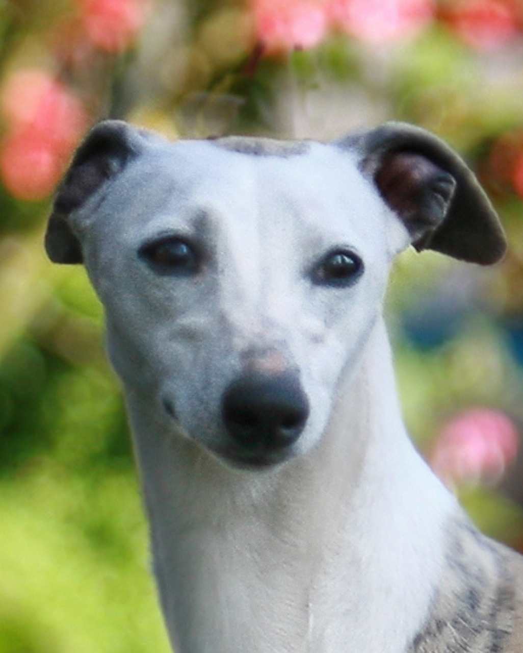 Lévrier Whippet également appelé Whippet