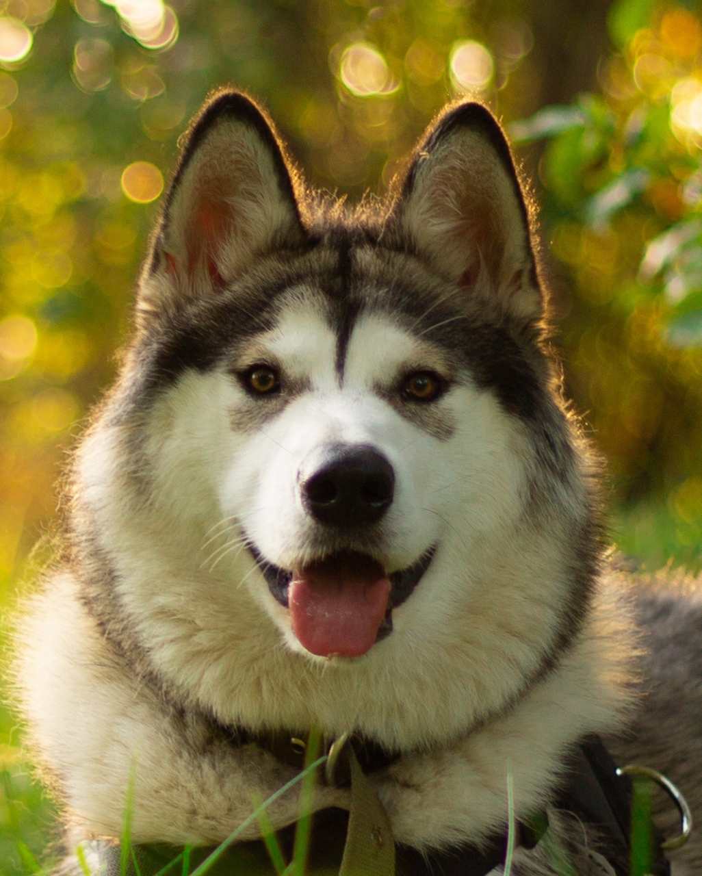 Malamute de l’Alaska également appelé Alaskan Malamute