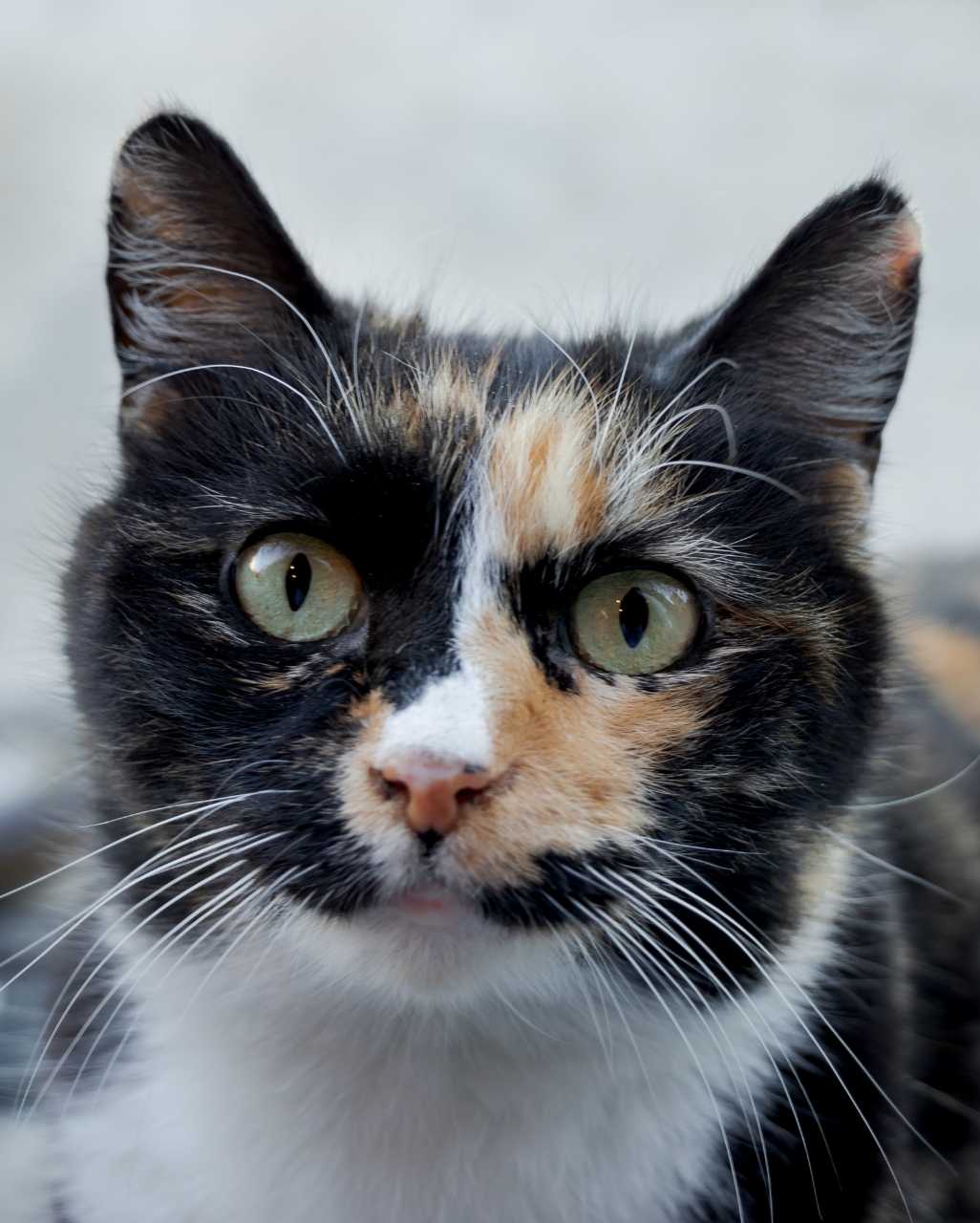 Manx également appelé Bunny cat