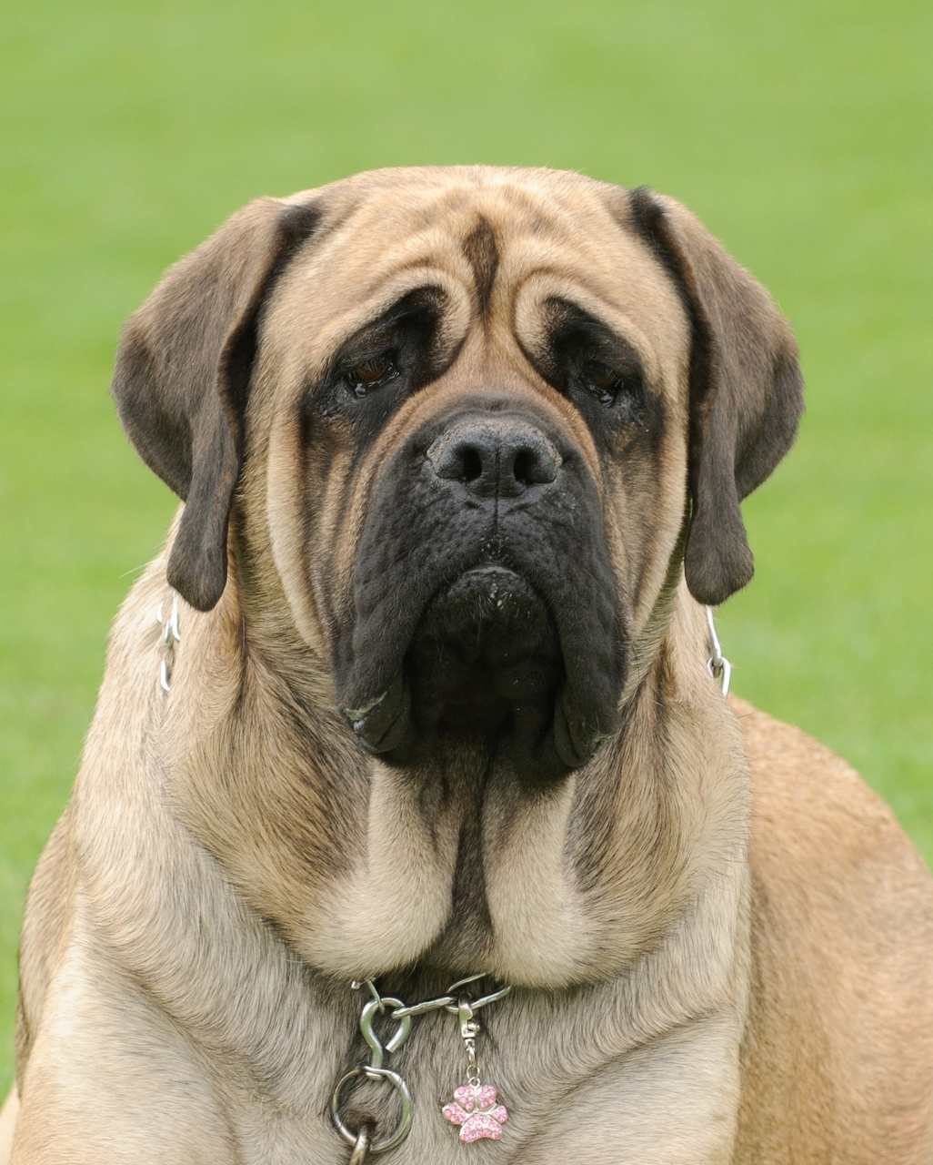 Mastiff également appelé Old English Mastiff