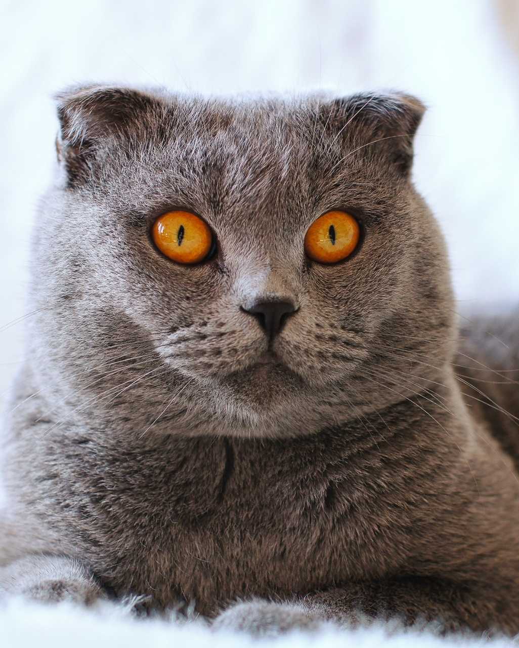 Scottish Fold