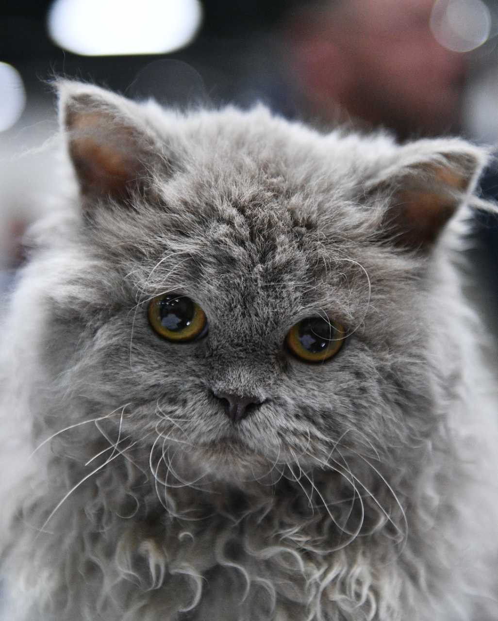 Selkirk Rex
