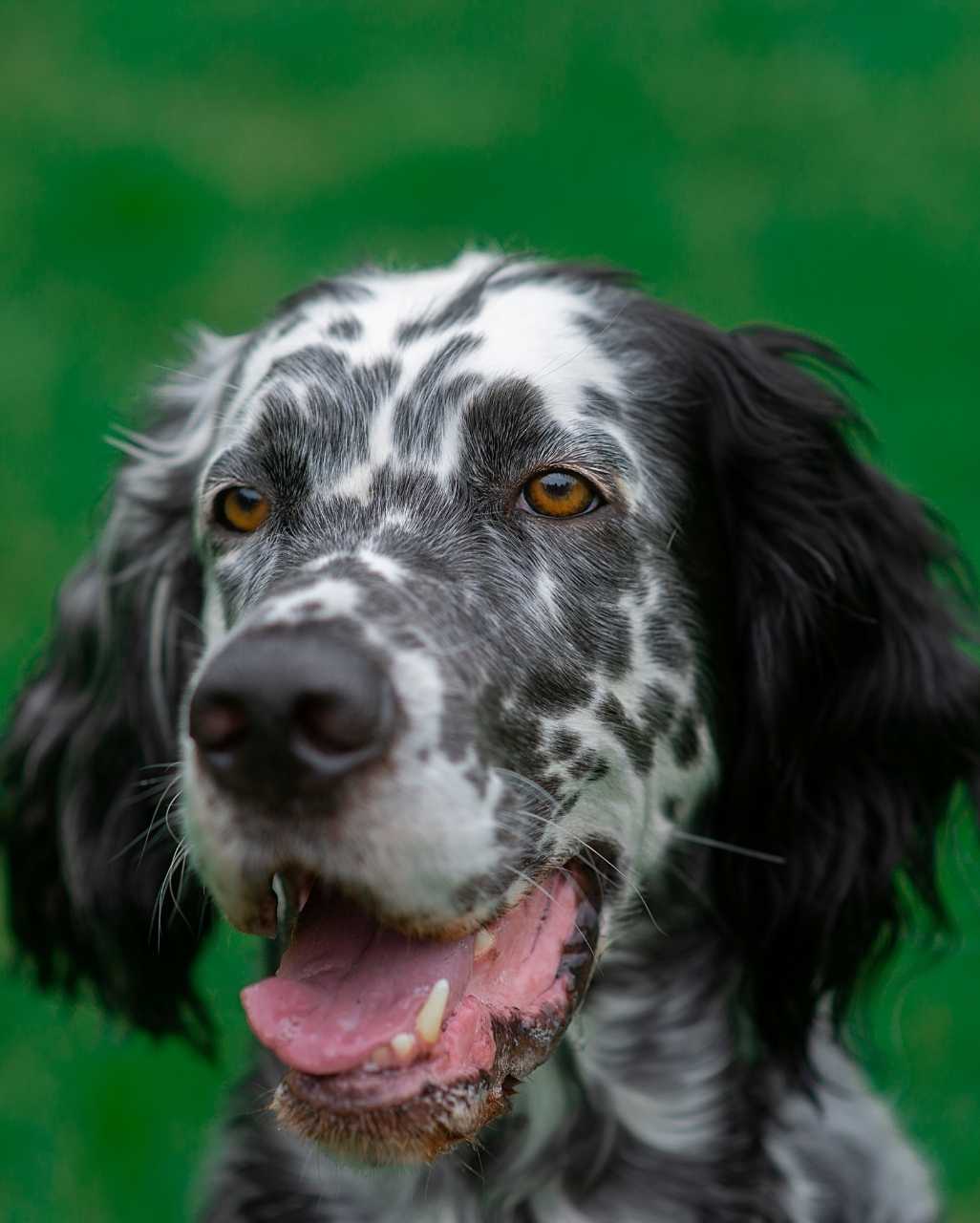 Setter Anglais également appelé Setter Laverack