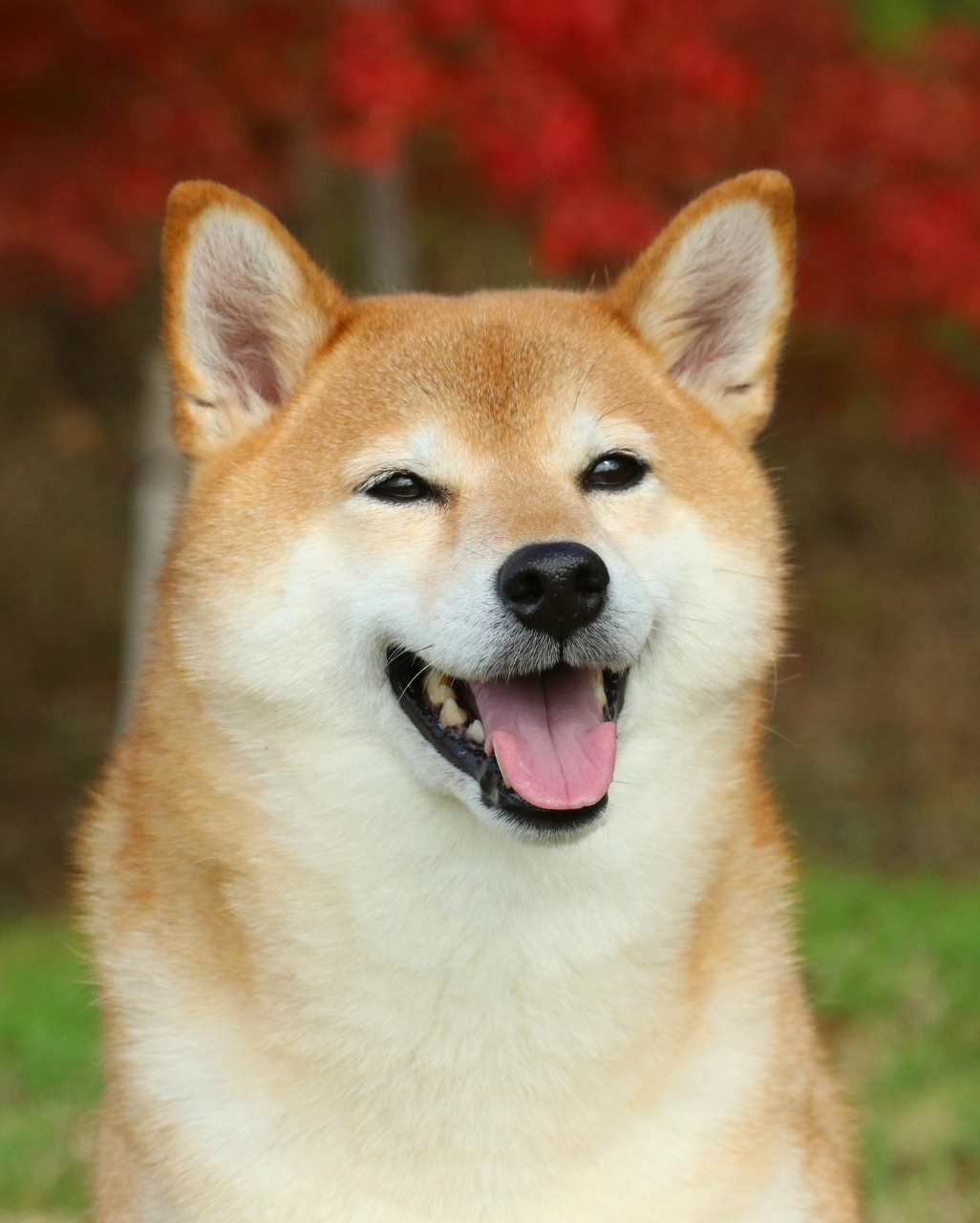 Shiba Inu