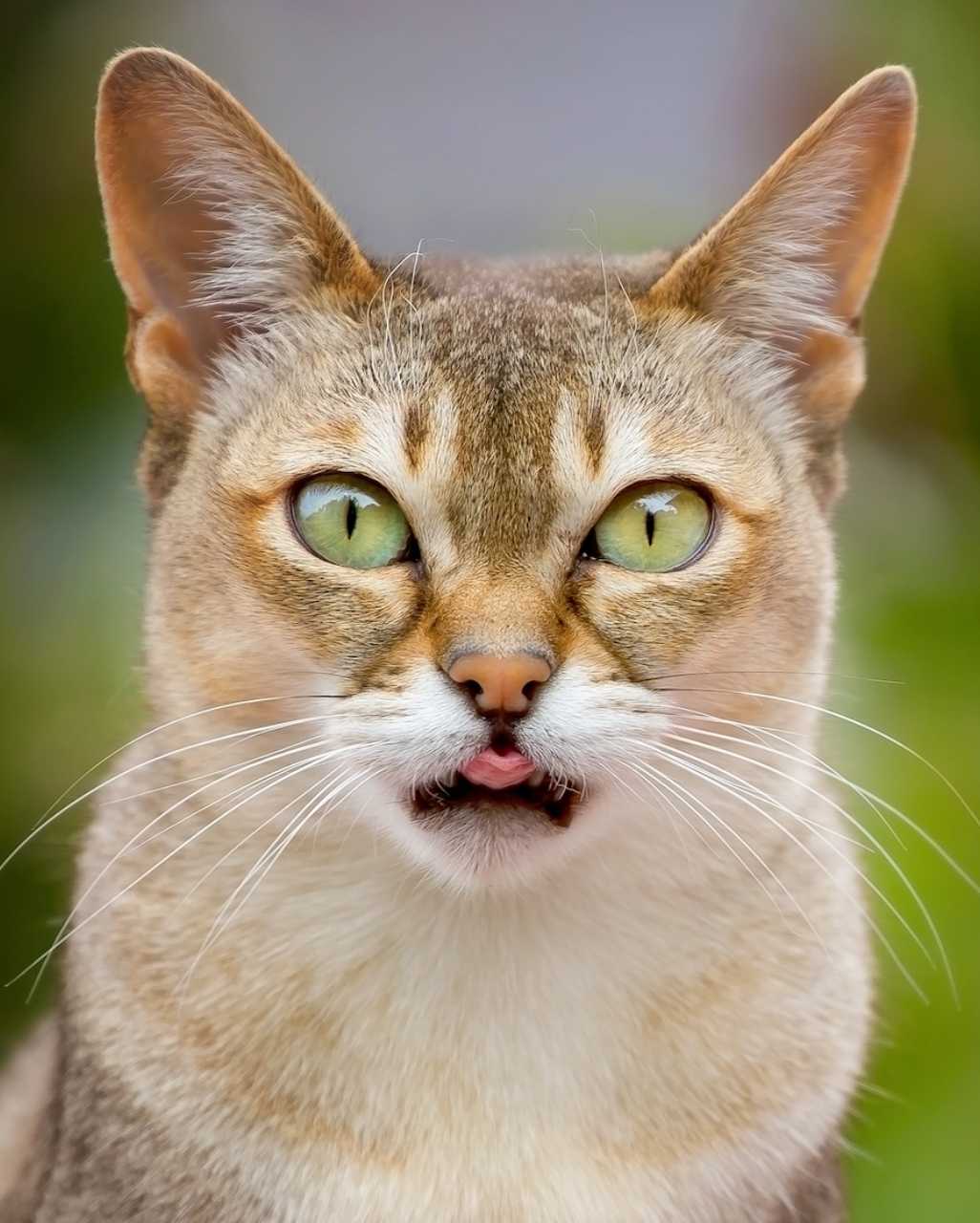 Singapura