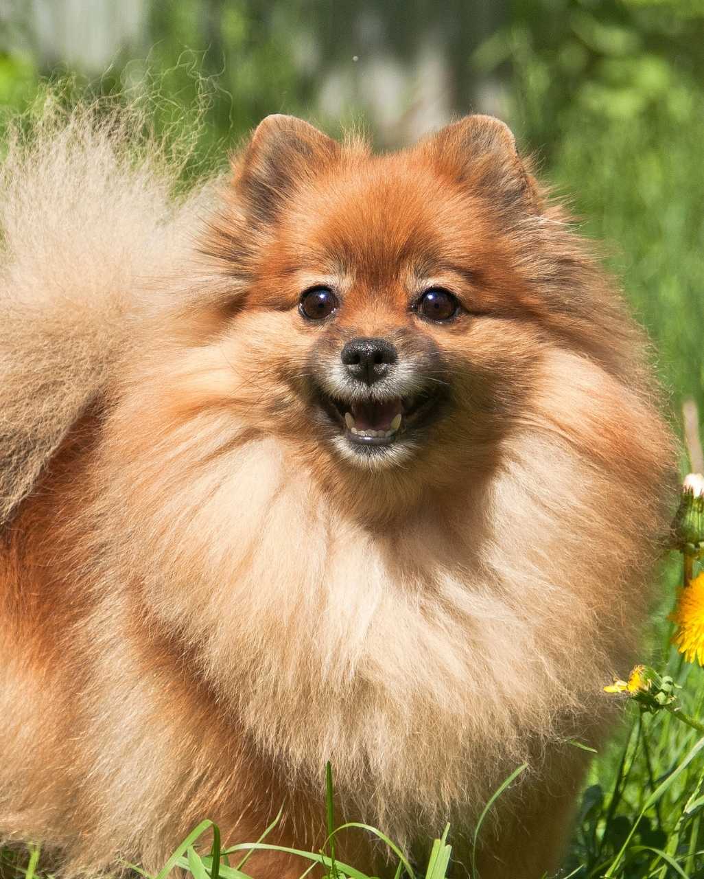 Spitz Allemand également appelé Spitz